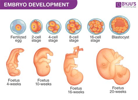 胚胎發育順序|胚胎發育順序(Embryogenesis order)